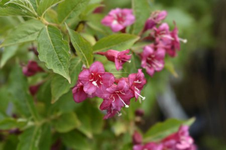 Photo for Weigela Bristol Ruby red flowers - Latin name - Weigela florida Bristol Ruby - Royalty Free Image