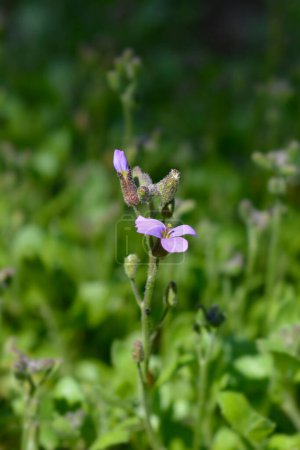 Foto de Flores de berro de roca púrpura - Nombre latino - Aubrieta deltoidea - Imagen libre de derechos