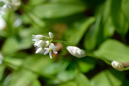 Photo for Wild garlic white flowers - Latin name - Allium ursinum - Royalty Free Image