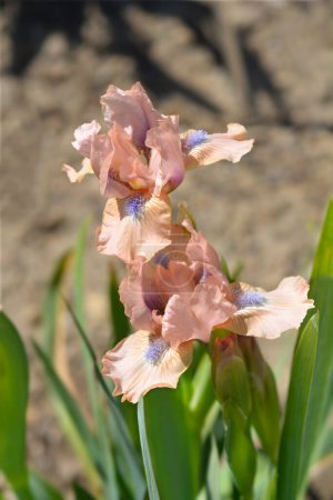 Téléchargez les photos : Iris barbu standard Fleurs chantées - Nom latin - Iris Chanted - en image libre de droit