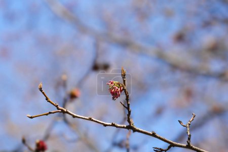 Photo for Persian ironwood branch with flower and leaf buds - Latin name - Parrotia persica - Royalty Free Image