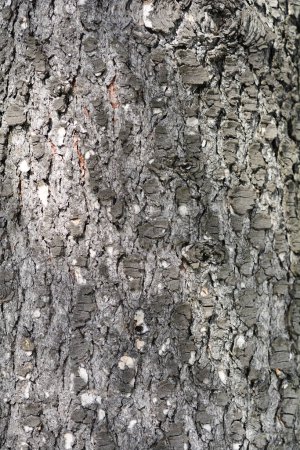 Photo for Blue atlas cedar bark detail - Latin name - Cedrus atlantica Glauca - Royalty Free Image