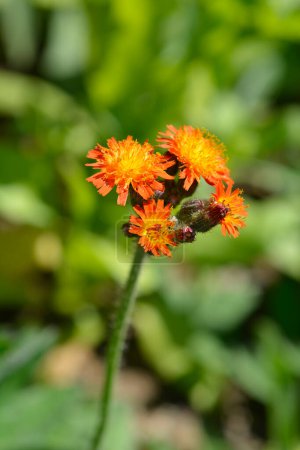 Photo for Orange hawkweed flowers - Latin name - Pilosella aurantiaca - Royalty Free Image
