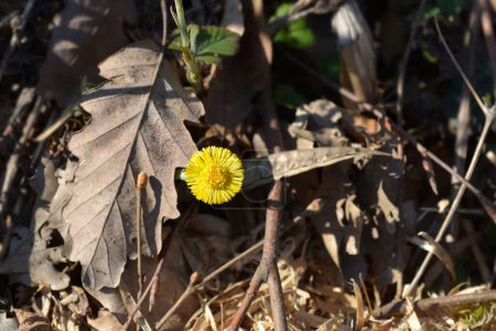 Photo for Coltsfoot yellow flower- Latin name - Tussilago farfara - Royalty Free Image