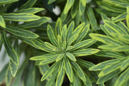 Foto de Spurge Ascot Rainbow leaves - Nombre latino - Euphorbia x martinii Ascot Rainbow - Imagen libre de derechos