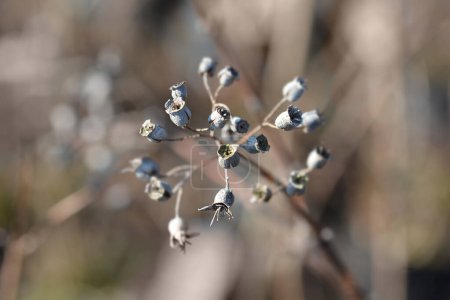 Photo for Slender deutzia dry seed pods - Latin name - Deutzia gracilis - Royalty Free Image