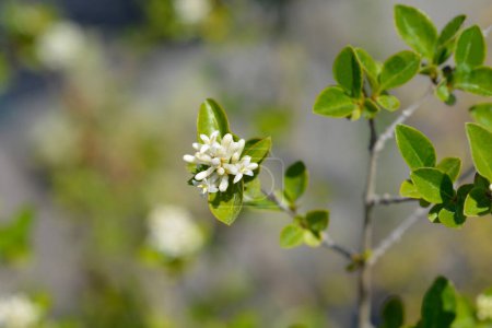 Japanischer Ligusterzweig mit Blättern und Blüten - lateinischer Name - Ligustrum japonicum