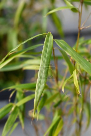 Foto de Fuente de hojas de bambú - Nombre latino - Fargesia rufa - Imagen libre de derechos