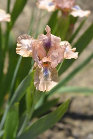 Téléchargez les photos : Iris barbu standard fleur chantée - Nom latin - Iris Chanted - en image libre de droit