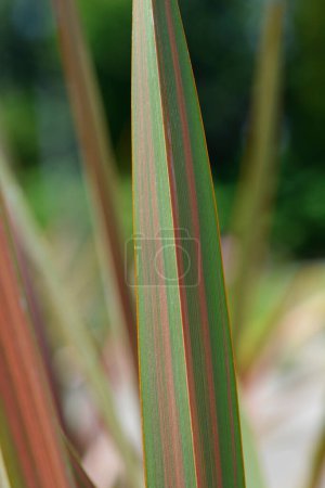 Téléchargez les photos : Nouvelle-Zélande lin Rainbow Striped leaf detail - Nom latin - Phormium tenax Rainbow Striped - en image libre de droit