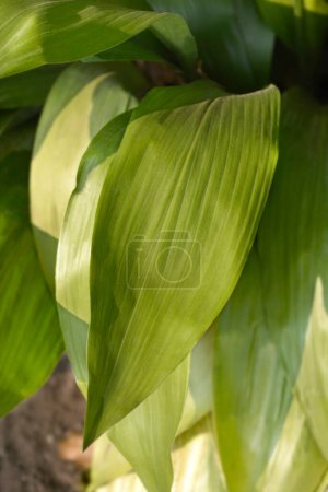 Cast-iron plant leaves - Latin name - Aspidistra elatior