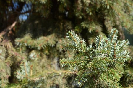 Photo for Serbian spruce branch - Latin name - Picea omorika - Royalty Free Image