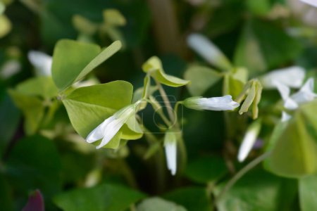 Téléchargez les photos : Fleurs Shamrock Ikigai - Nom latin - Oxalis triangularis Ikigai - en image libre de droit