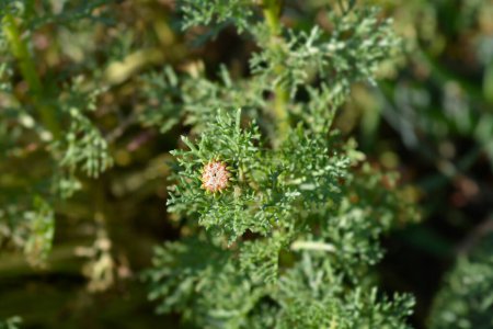 Téléchargez les photos : Bourgeon de fleur de marguerite tricolore - Nom latin - Ismelia carinata - en image libre de droit