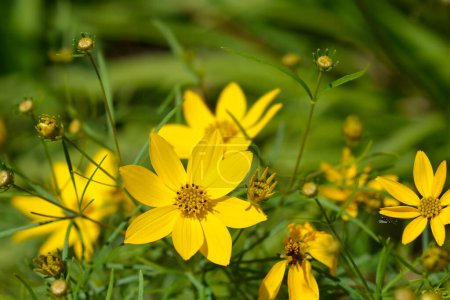 Téléchargez les photos : Whorled tickseed yellow flowers - Latin name - Coreopsis verticillata - en image libre de droit