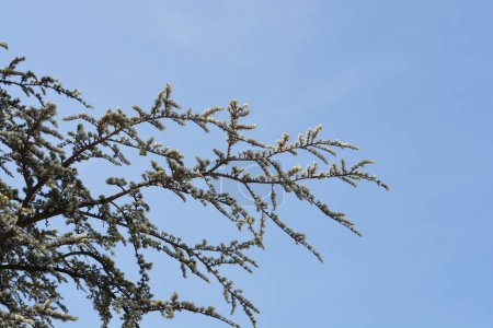 Photo for Blue atlas cedar branches against blue sky - Latin name - Cedrus atlantica Glauca - Royalty Free Image