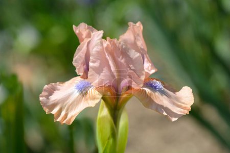 Téléchargez les photos : Iris barbu standard fleur chantée - Nom latin - Iris Chanted - en image libre de droit