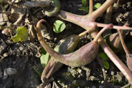 Téléchargez les photos : Fruit de la licorne douce - Nom latin - Proboscidea fragrans - en image libre de droit