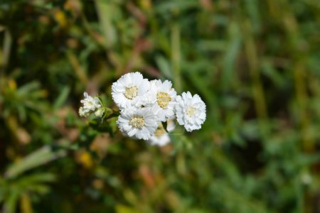 Photo for Sneezewort yarrow white flowers - Latin name - Achillea ptarmica - Royalty Free Image