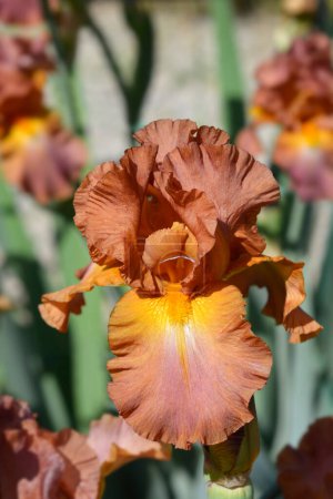 Photo for Tall bearded iris Chippendale flower - Latin name - Iris barbata elatior Chippendale - Royalty Free Image