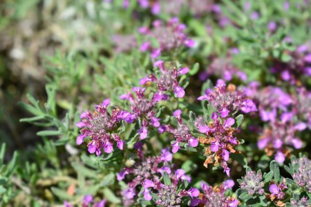 Photo for Germander hybrid flowers - Latin name - Teucrium montanum x cossonii - Royalty Free Image
