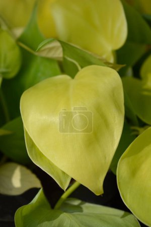 Téléchargez les photos : Sweetheart plant Lemon Lime leaves - Nom latin - Philodendron hederaceum Lemon Lime - en image libre de droit