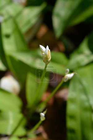 Photo for Wild garlic white flower buds - Latin name - Allium ursinum - Royalty Free Image