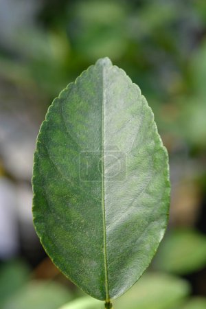 Téléchargez les photos : Feuille de tilleul clé - Nom latin - Citrus aurantiifolia - en image libre de droit