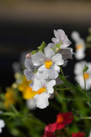Photo for Nemesia white and yellow flowers - Latin name - Nemesia hybrid - Royalty Free Image