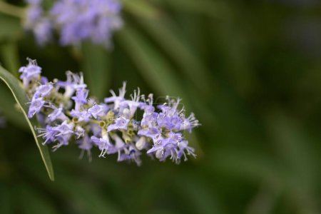 Foto de Lilac chaste tree flowers - Latin name - Vitex agnus-castus - Imagen libre de derechos
