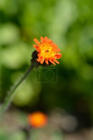 Photo for Orange hawkweed flower - Latin name - Pilosella aurantiaca - Royalty Free Image
