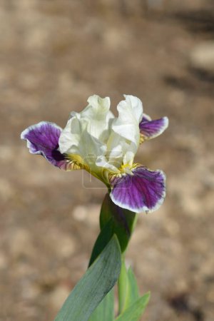 Téléchargez les photos : Iris barbu nain standard faisant des yeux fleur - Nom latin - Iris faisant des yeux - en image libre de droit