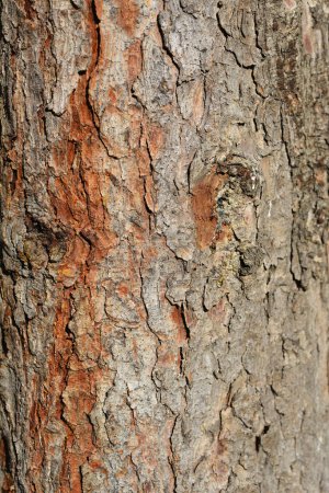 Foto de Detalle de la corteza de abeto serbio - Nombre latino - Picea omorika - Imagen libre de derechos