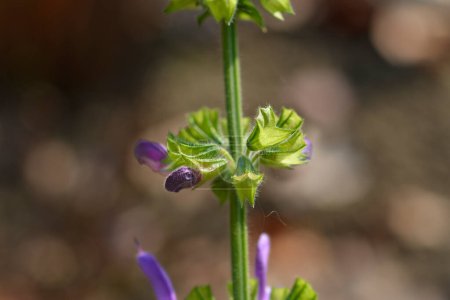Indigo woodland sage flower bud - Latin name - Salvia forsskaolii