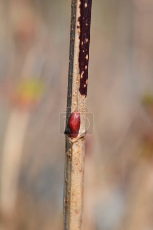 Téléchargez les photos : Branche de rose de Guelder aux bourgeons foliaires - Nom latin - Viburnum opulus - en image libre de droit