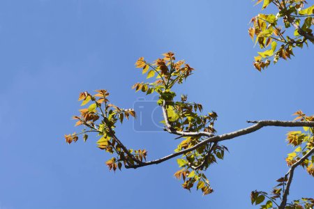 Foto de Árbol del cielo ramas con hojas nuevas contra el cielo azul - Nombre latino - Ailanthus altissima - Imagen libre de derechos