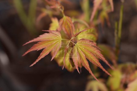 Téléchargez les photos : Katsura Japanese Maple leaves - Latin name - Acer palmatum Katsura - en image libre de droit