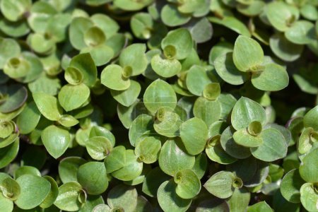 Creeping inchplant leaves- Latin name - Callisia repens