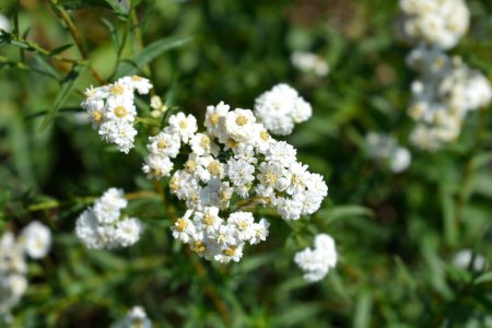Photo for Sneezewort yarrow white flowers - Latin name - Achillea ptarmica - Royalty Free Image