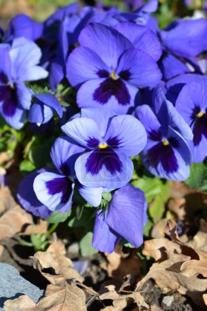 Téléchargez les photos : Fleurs violettes cornues en deux nuances de bleu - Nom latin - Viola cornuta - en image libre de droit