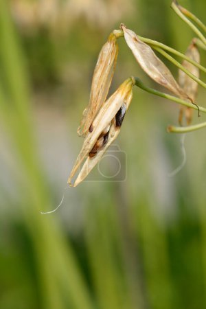 Foto de Vainas de semillas de lirio africano - Nombre latino - Agapanthus africanus - Imagen libre de derechos