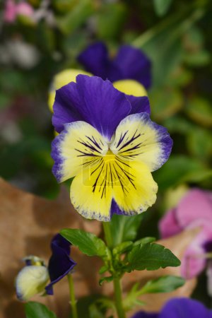 Blue and yellow Horned violet flower - Latin name - Viola cornuta