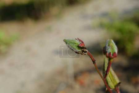 Téléchargez les photos : Gousse de graines d'okra - Nom latin - Abelmoschus esculentus - en image libre de droit