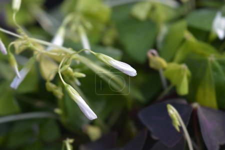 Foto de Shamrock Ikigai flores - Nombre latino - Oxalis triangularis Ikigai - Imagen libre de derechos