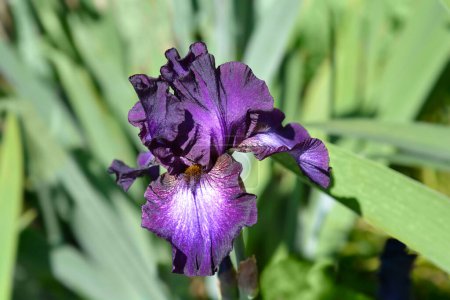 Tall bearded iris Baltic Star flower - Latin name - Iris barbata elatior Baltic Star