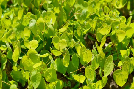 Téléchargez les photos : Feuilles de barrenwort alpin - Nom latin - Epimedium alpinum - en image libre de droit