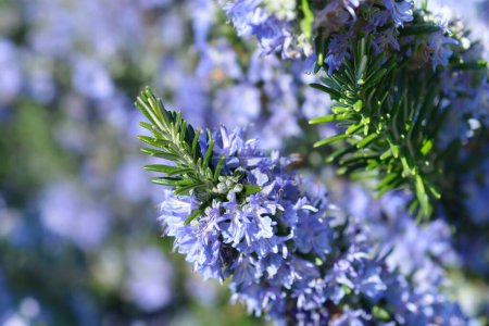 Rosemary blue flowers - Latin name - Rosmarinus officinalis