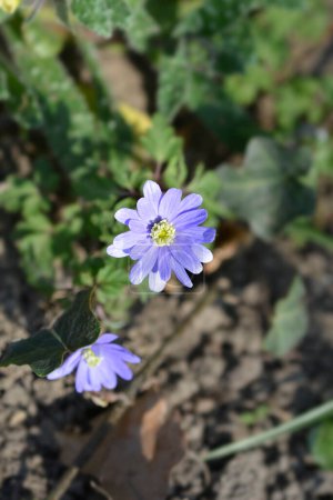 Photo for Apennine anemone blue flowers - Latin name - Anemone apennina - Royalty Free Image