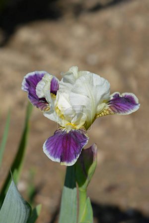 Téléchargez les photos : Iris barbu nain standard faisant des yeux fleur - Nom latin - Iris faisant des yeux - en image libre de droit