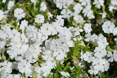 Flores de Phlox blancas arrastrándose - Nombre latino - Phlox subulata Alba